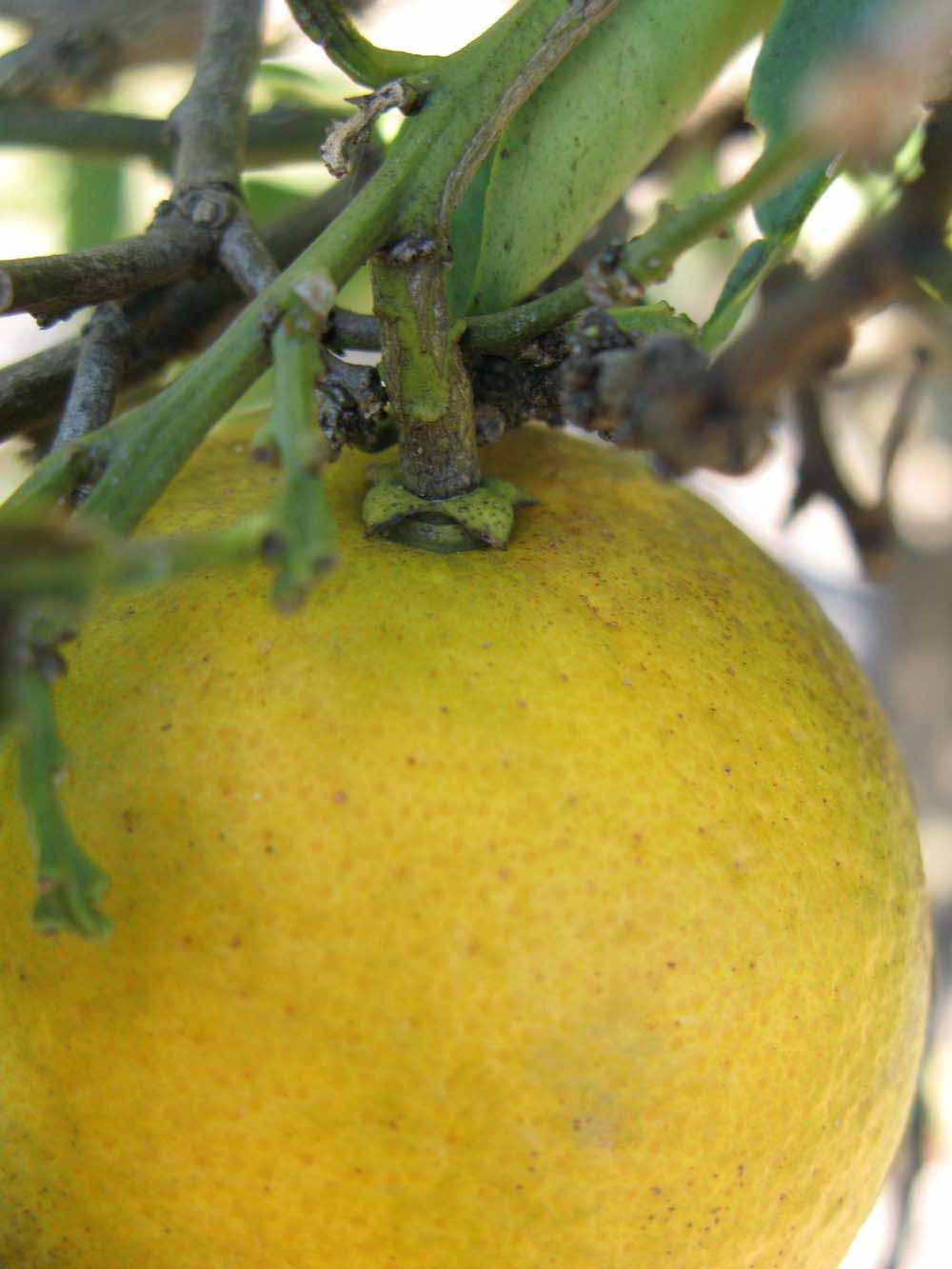              Fruit (Winter Haven, FL)       